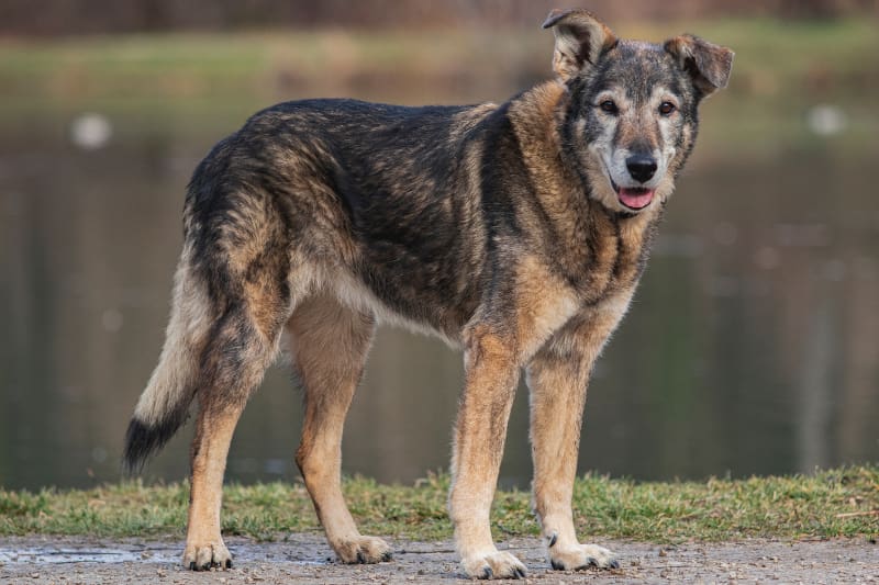 Chien senior